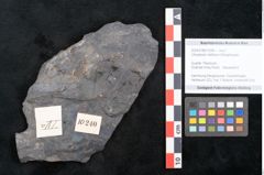 Foto (Objekt + Etikett) von Ulmophylon latifolium Ettingshausen (NHMW-GEO-2024-0188-10240)